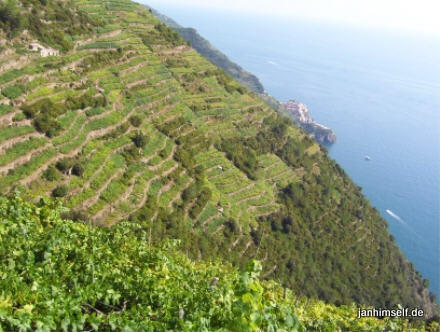 Cinque Terre Weinanbau